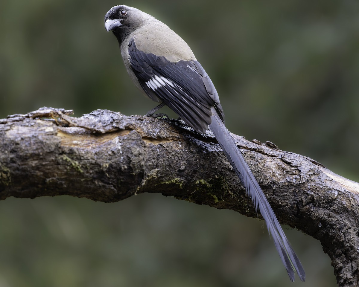 Gray Treepie - ML620453249