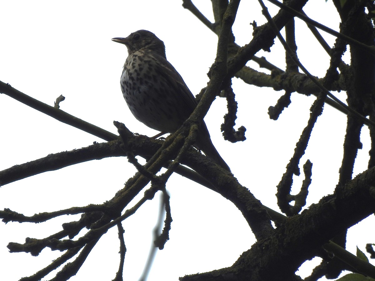 Song Thrush - Bill Mulhearn