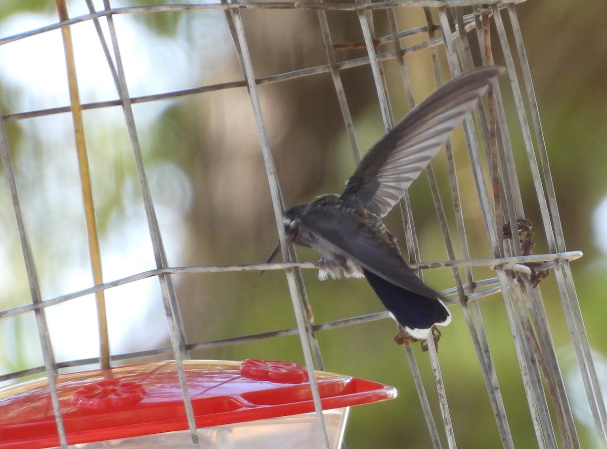 Colibrí Gorjiazul - ML620453275