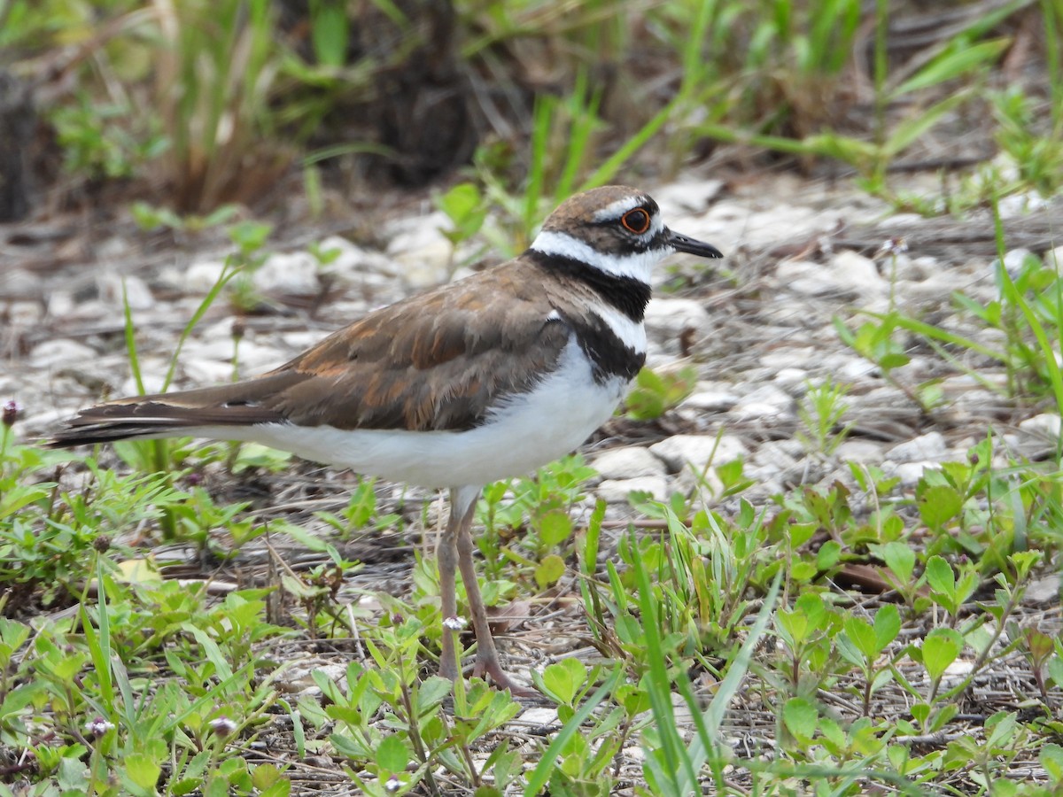 Killdeer - ML620453278