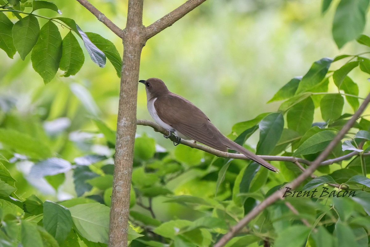 Black-billed Cuckoo - ML620453280