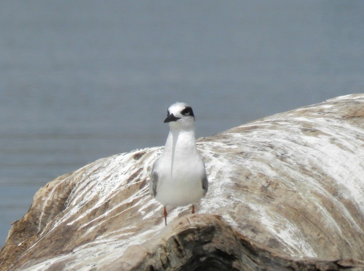 Forster's Tern - ML620453291