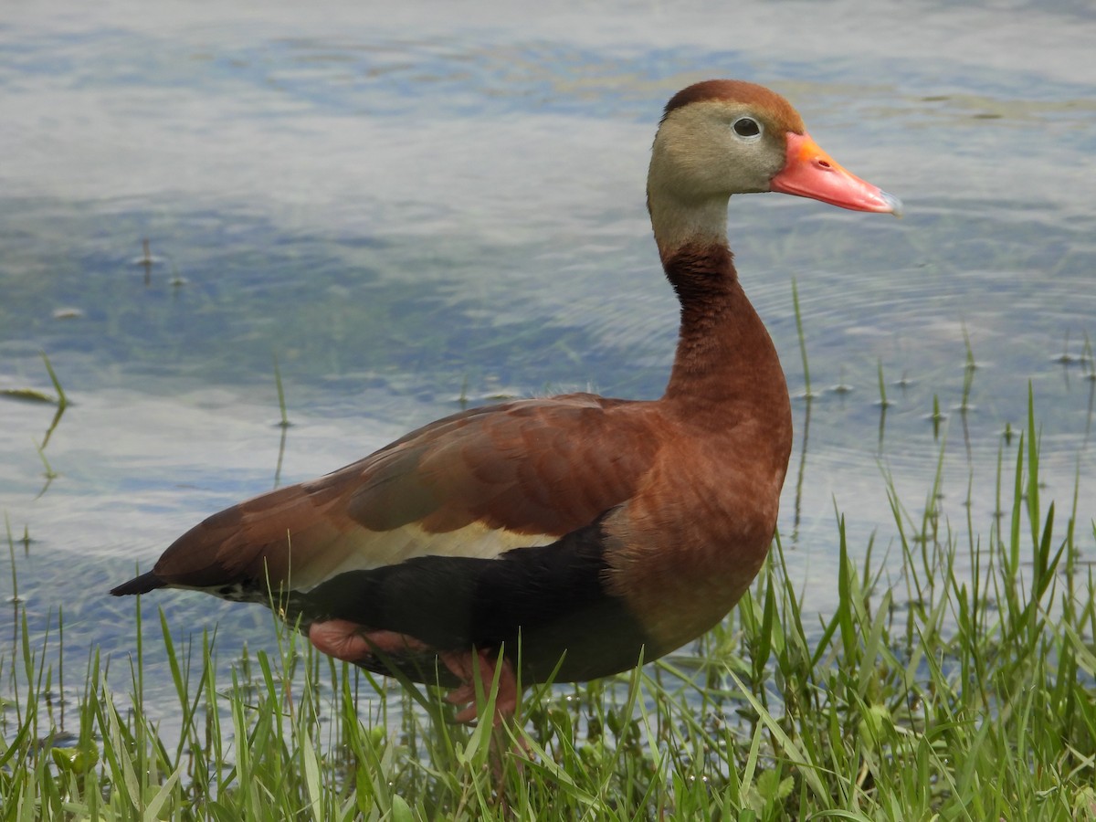 Black-bellied Whistling-Duck - ML620453297