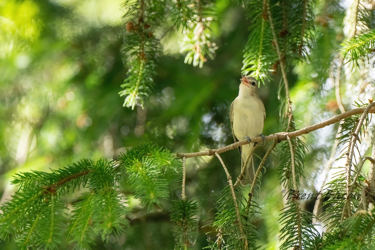 Warbling Vireo - ML620453305