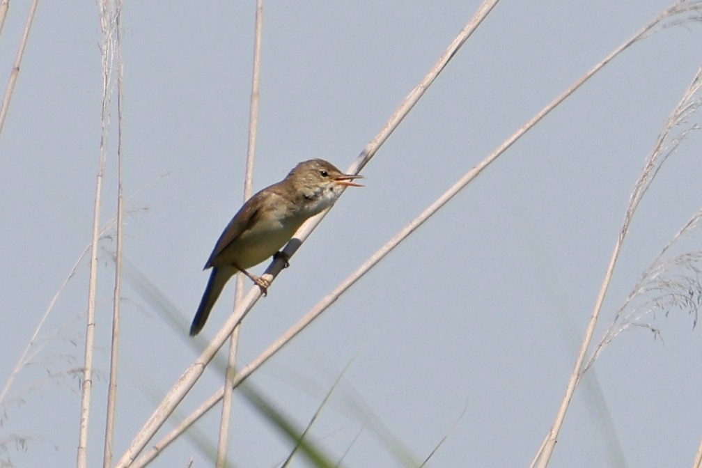 Marsh Warbler - ML620453311