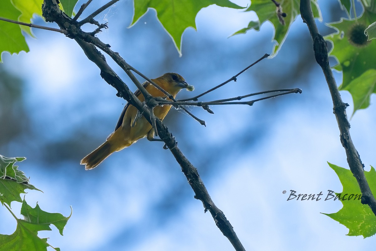 Baltimore Oriole - ML620453320