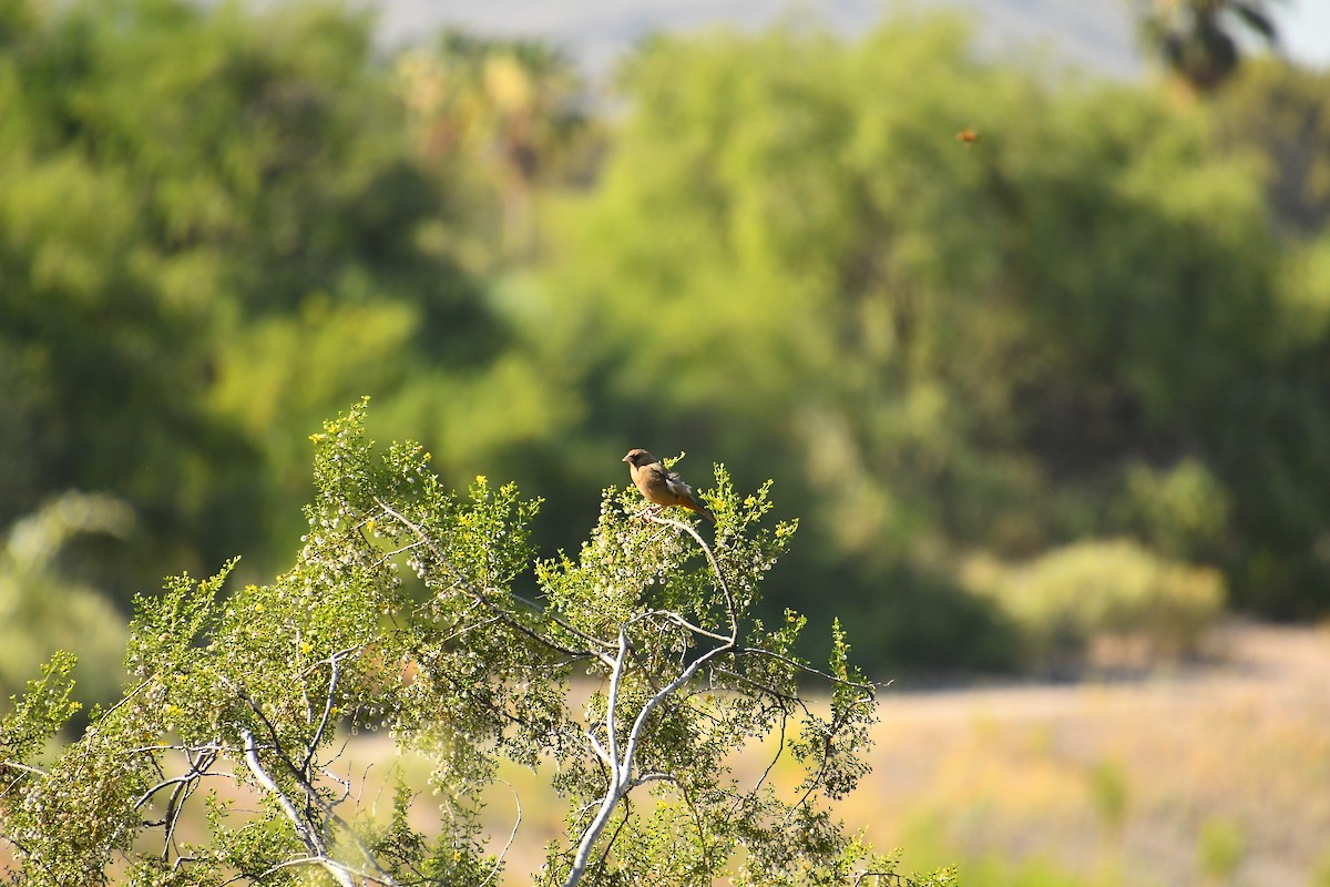 Abert's Towhee - ML620453324