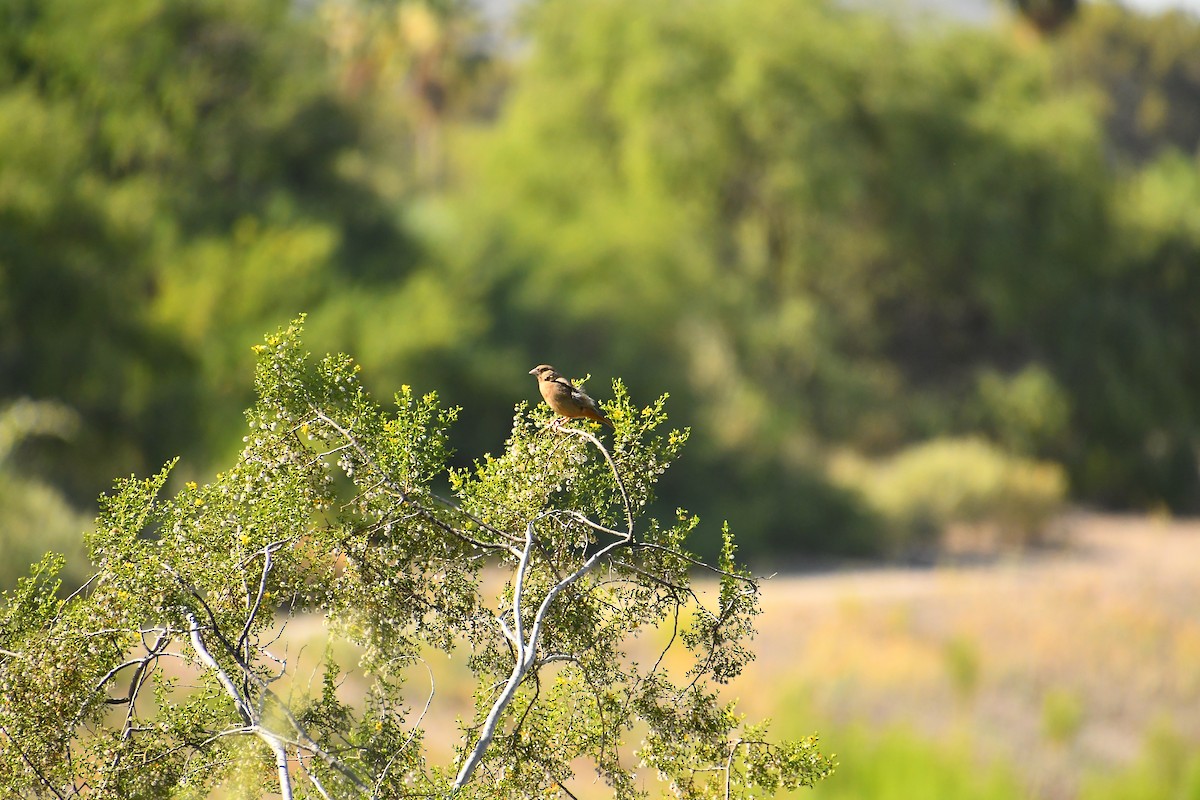 Abert's Towhee - ML620453326