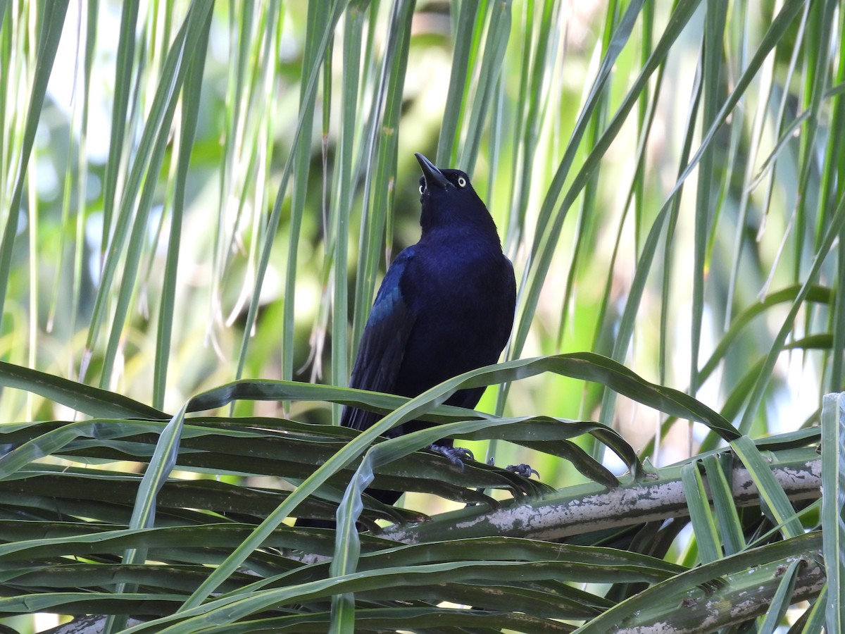 Great-tailed Grackle - ML620453327