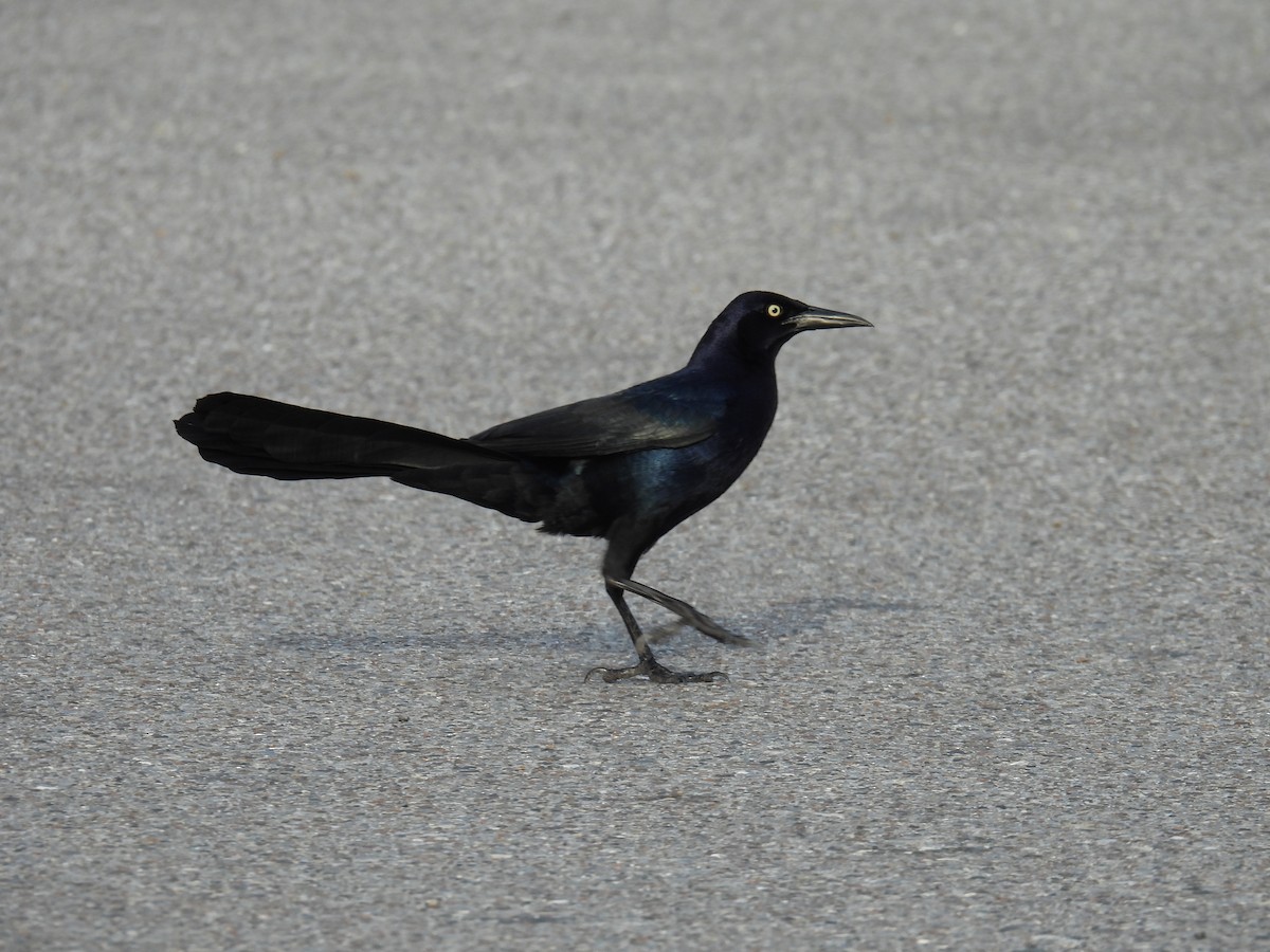 Great-tailed Grackle - ML620453328