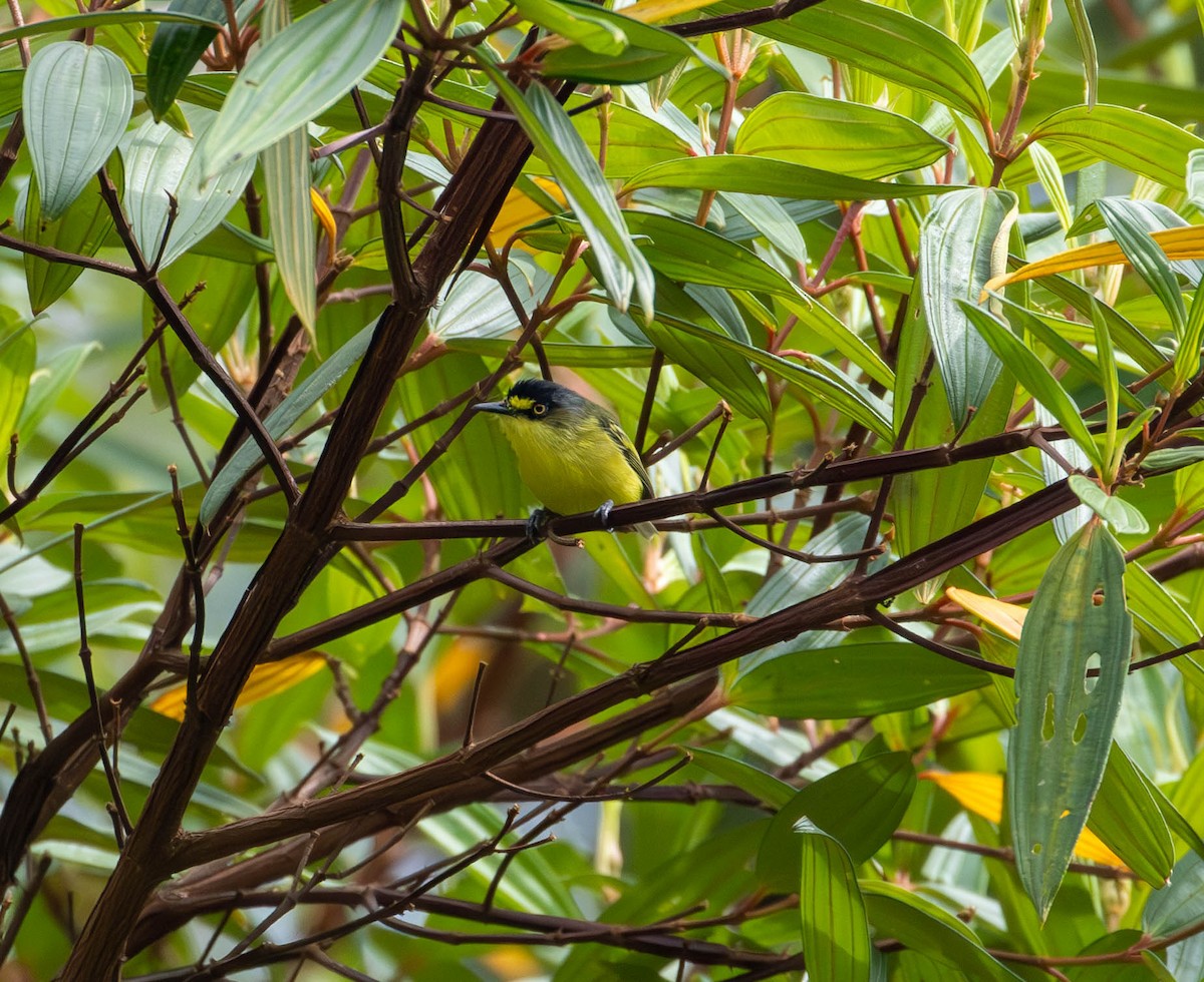 Gray-headed Tody-Flycatcher - ML620453332