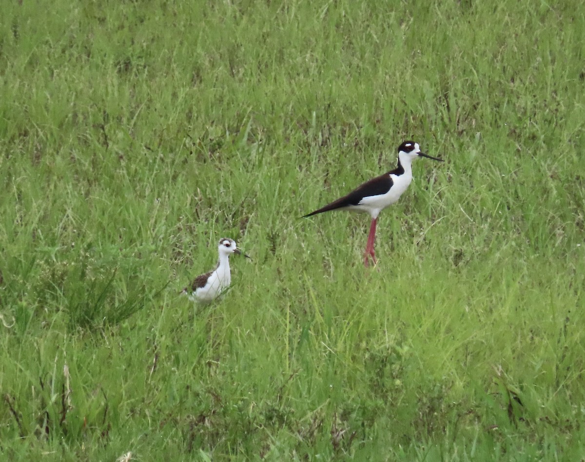 Cigüeñuela Cuellinegra - ML620453350