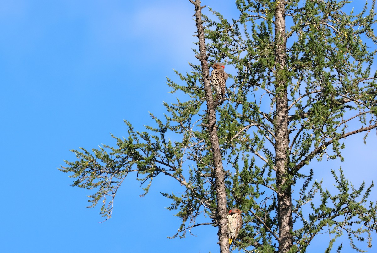 Northern Flicker - ML620453352