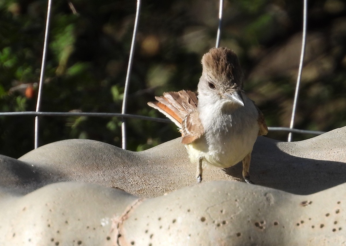 Ash-throated Flycatcher - ML620453360