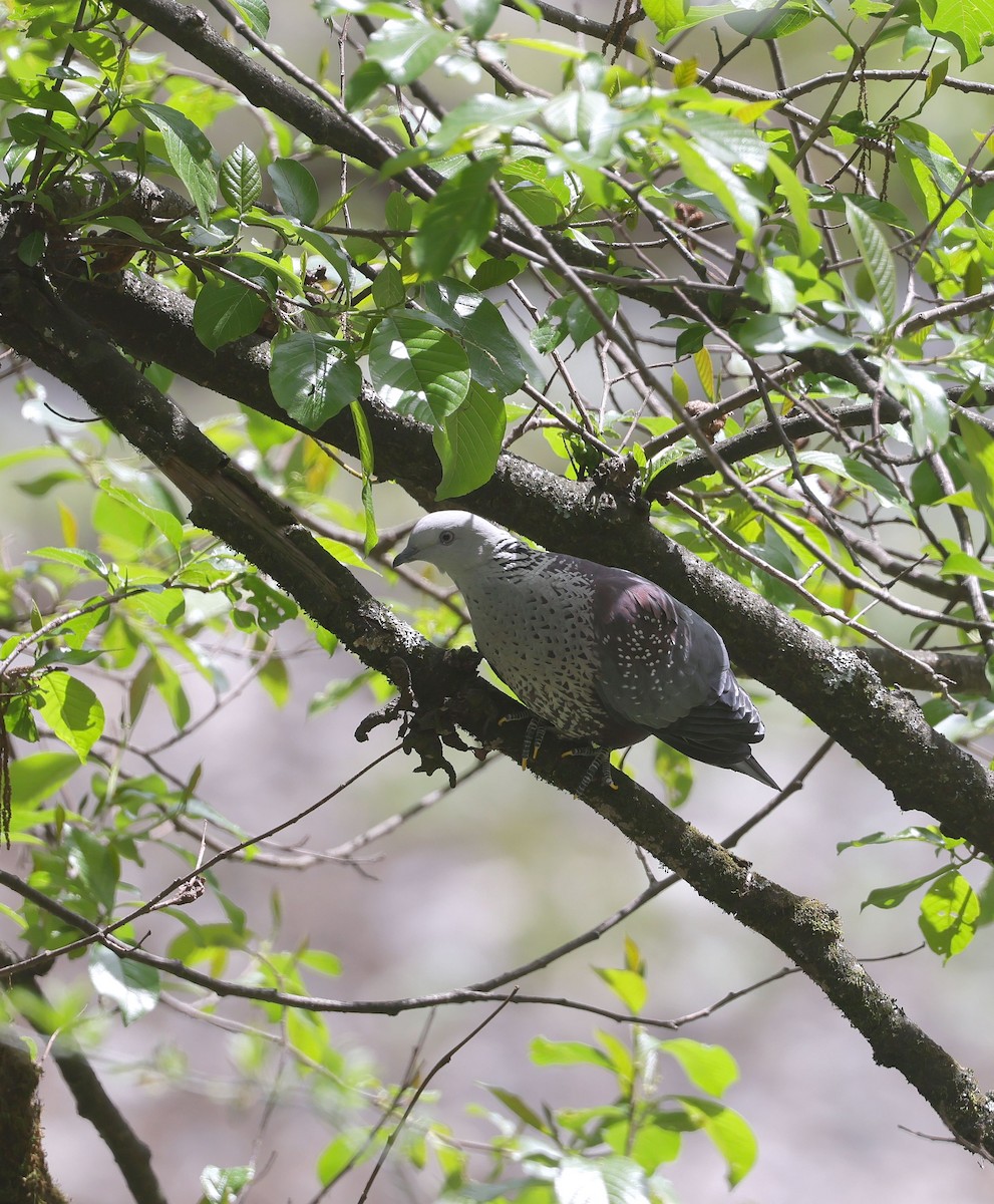 Speckled Wood-Pigeon - ML620453371