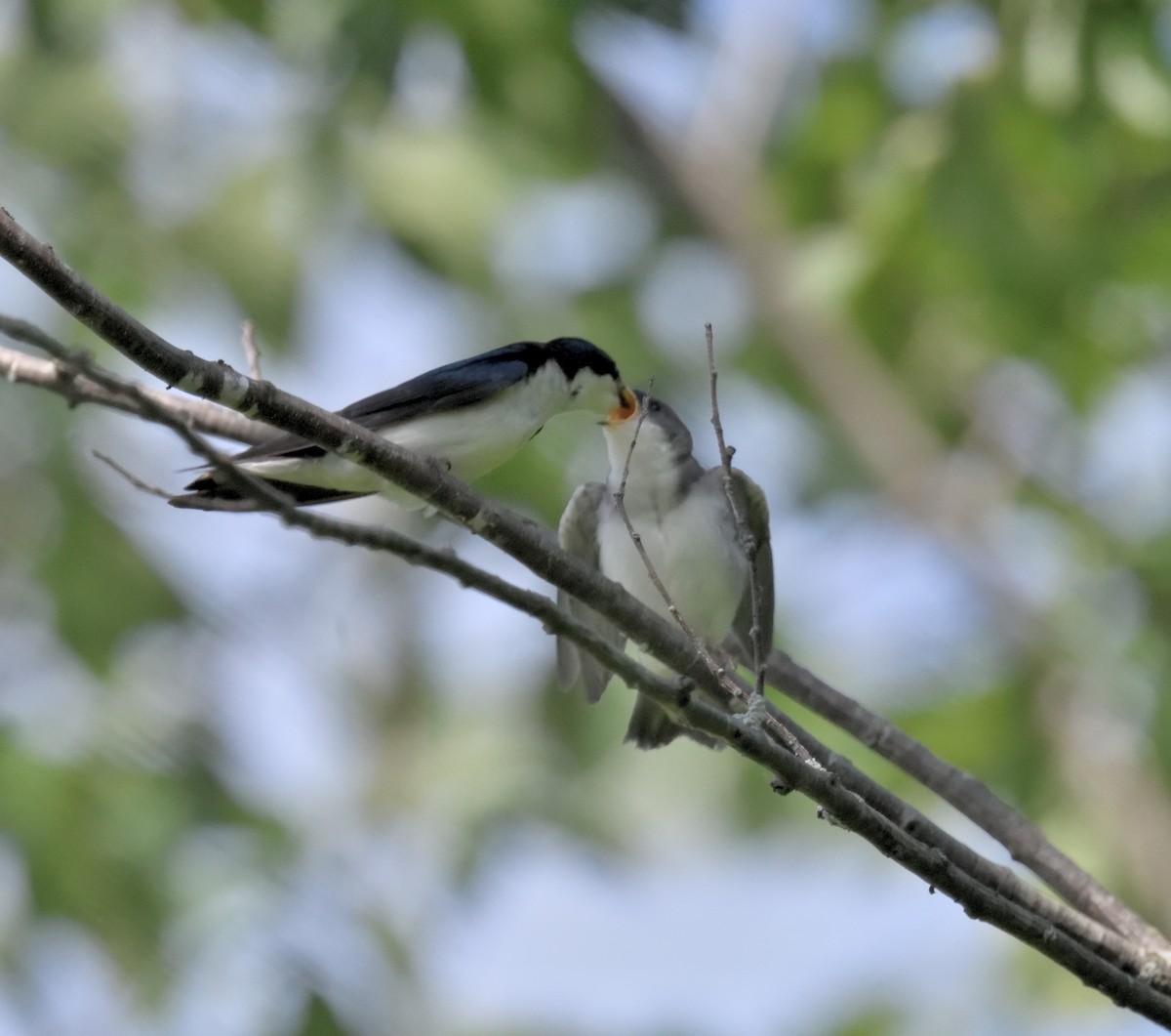 Tree Swallow - ML620453374