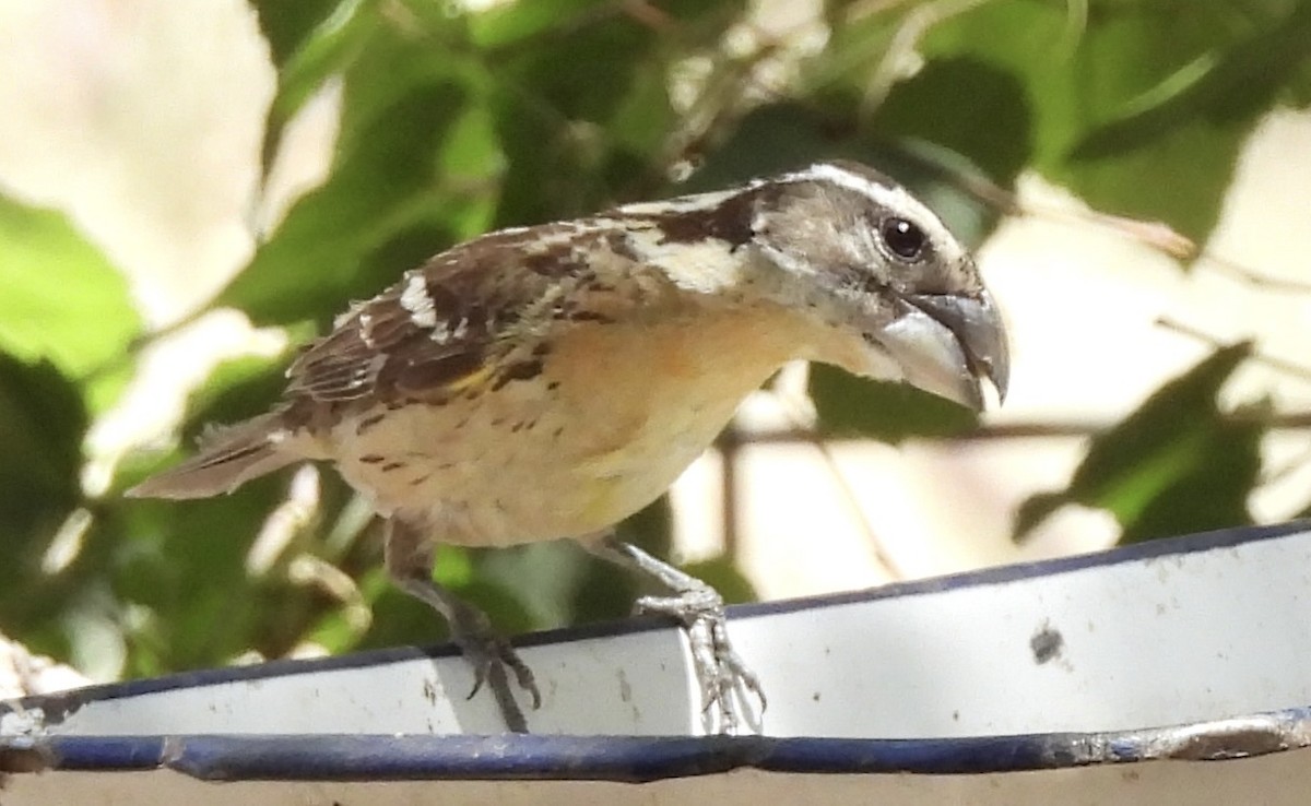 Black-headed Grosbeak - pamela graber