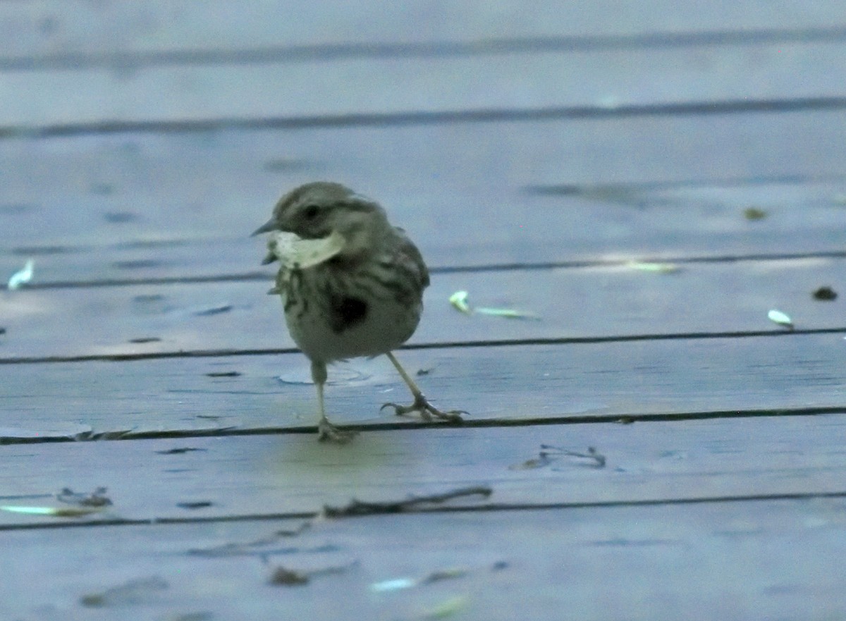 Song Sparrow - ML620453395