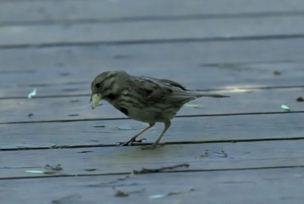 Song Sparrow - ML620453396