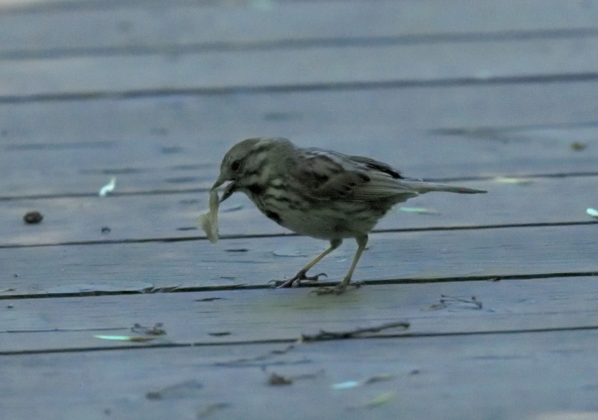 Song Sparrow - ML620453397