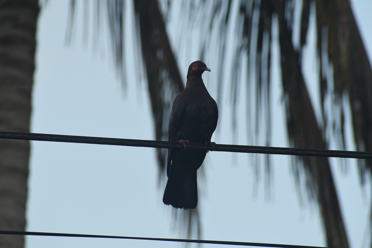 Pigeon à cou rouge - ML620453398