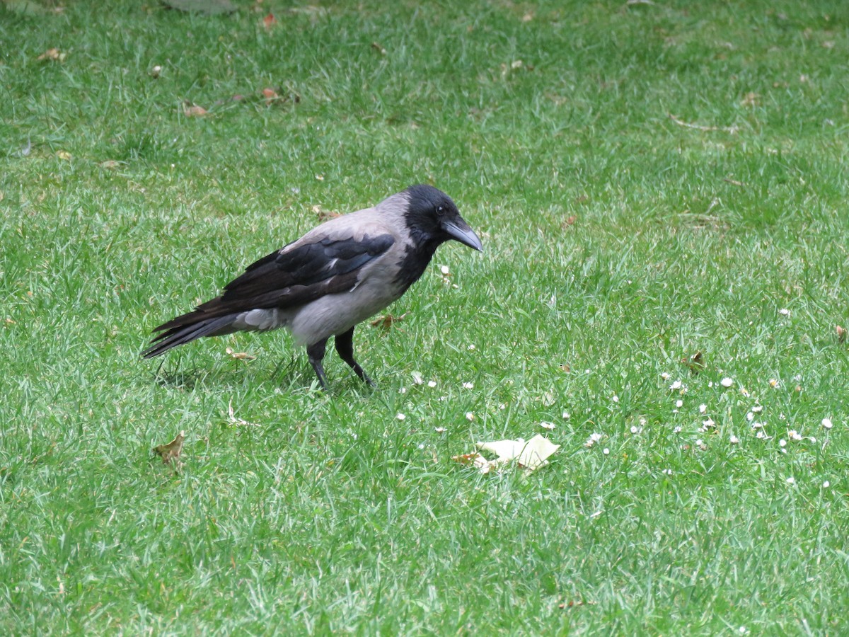 Hooded Crow - ML620453399