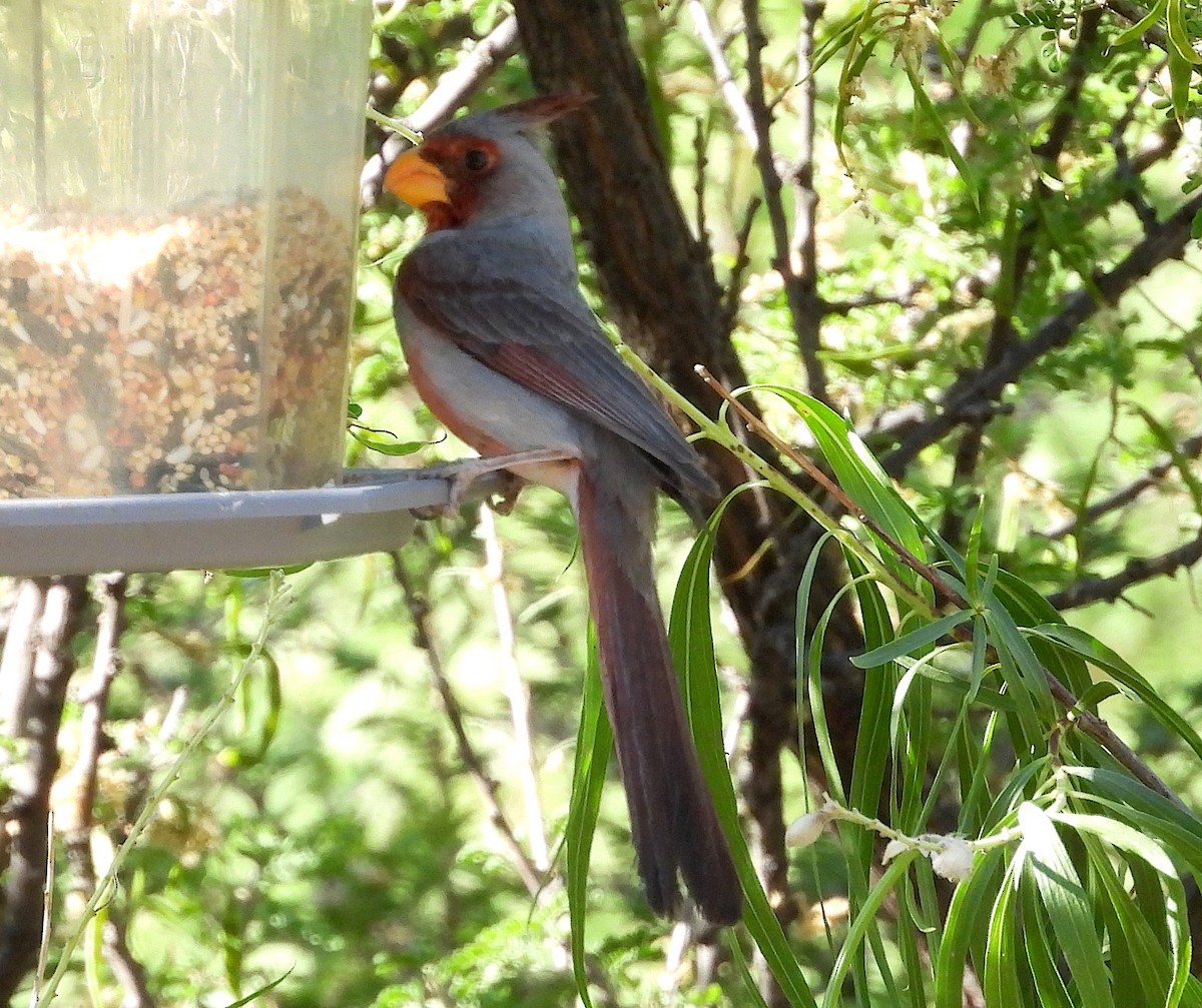 Cardinal pyrrhuloxia - ML620453406