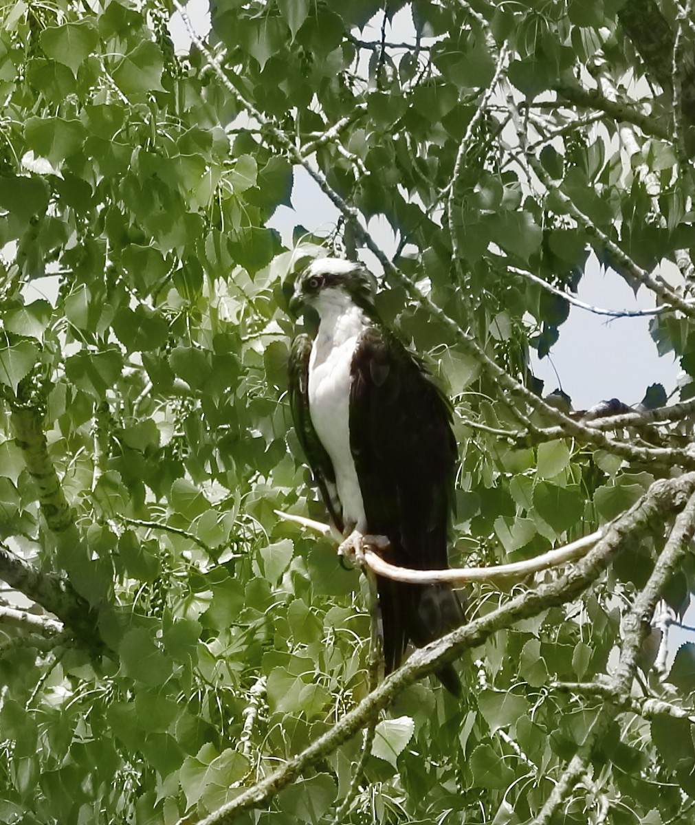 Osprey - Scott Sternhagen