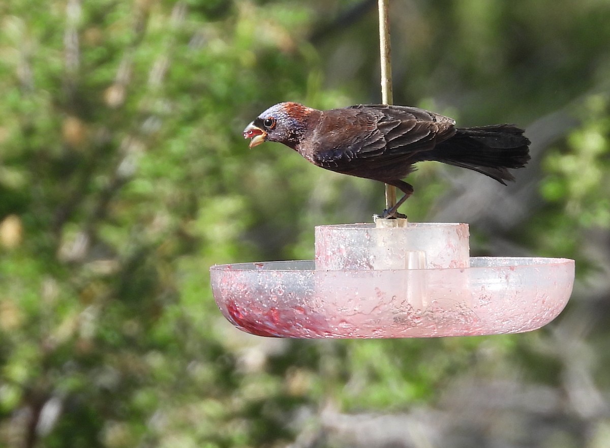 Varied Bunting - Christine Rowland