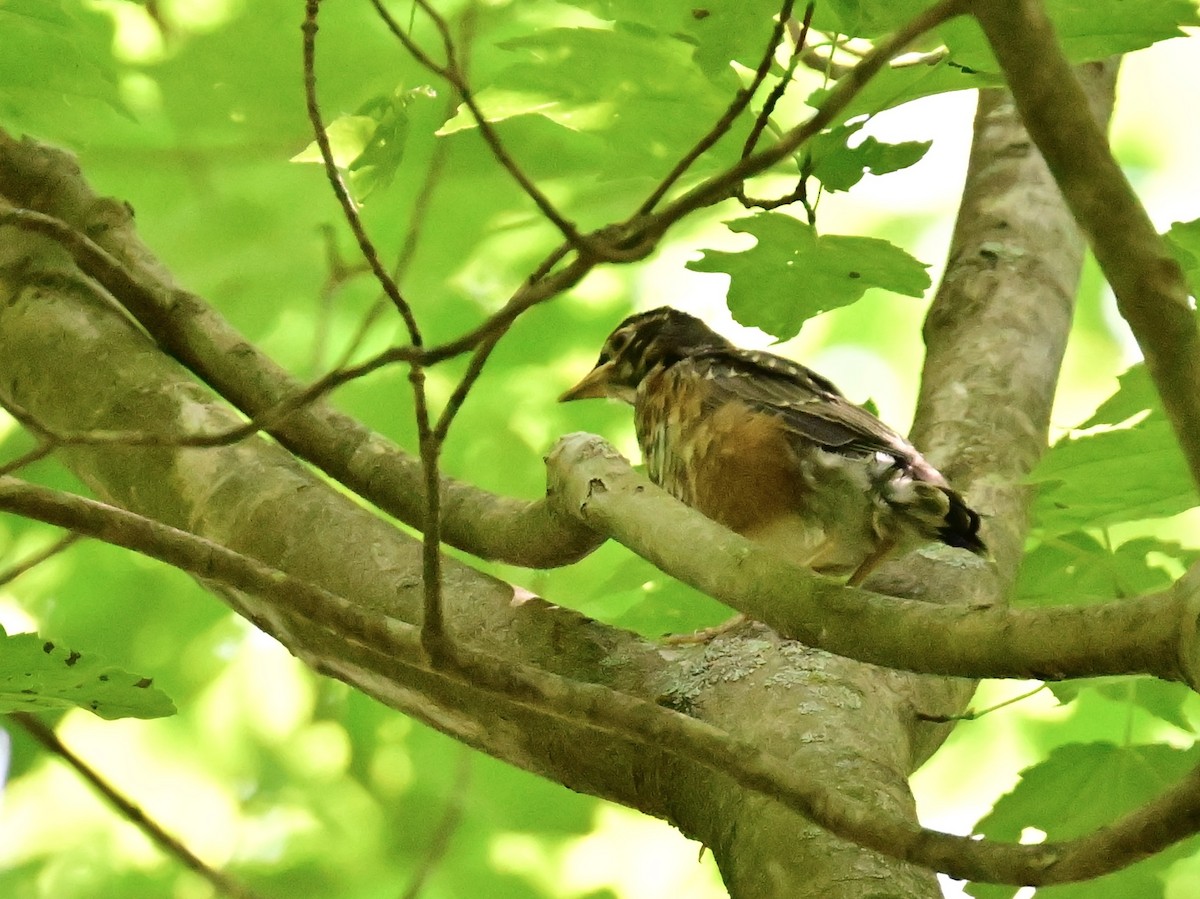 American Robin - ML620453417