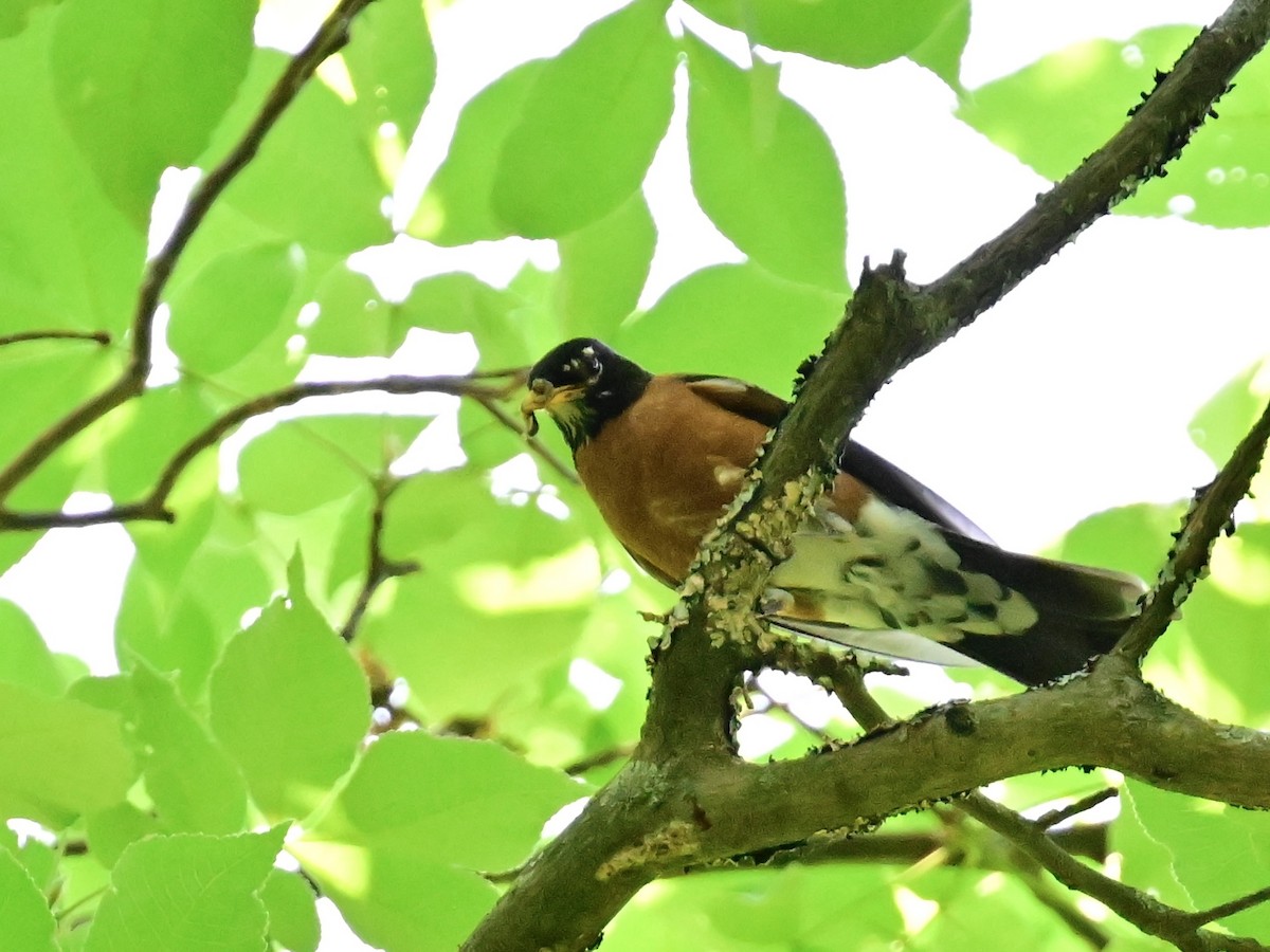 American Robin - ML620453418