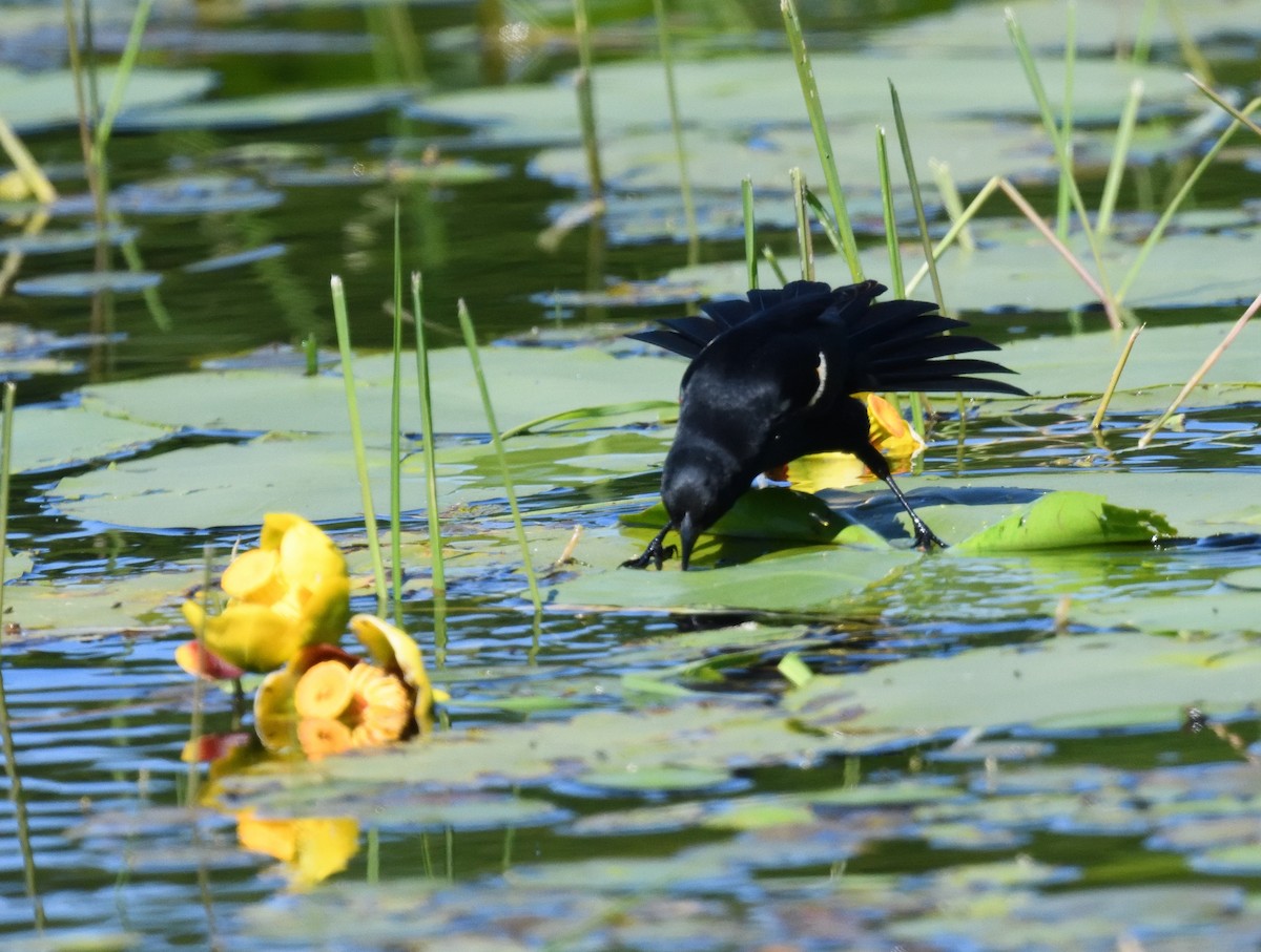 Red-winged Blackbird - ML620453429