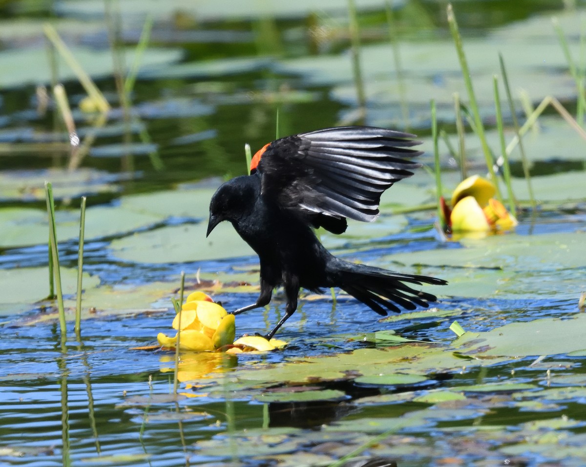 Red-winged Blackbird - ML620453430