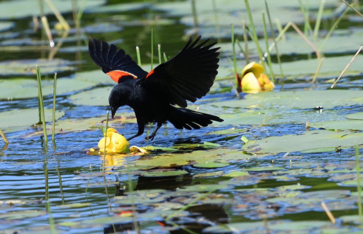 Red-winged Blackbird - ML620453432