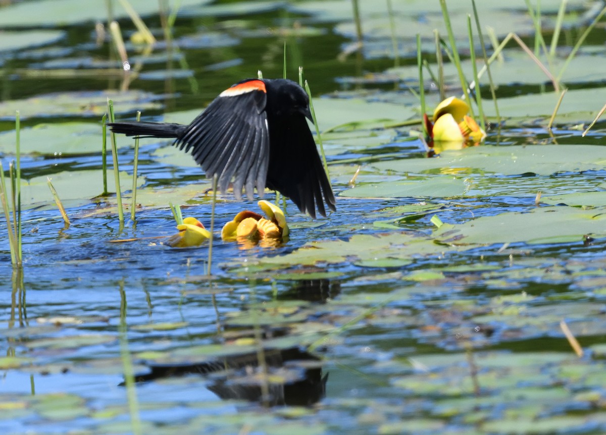 Red-winged Blackbird - ML620453434