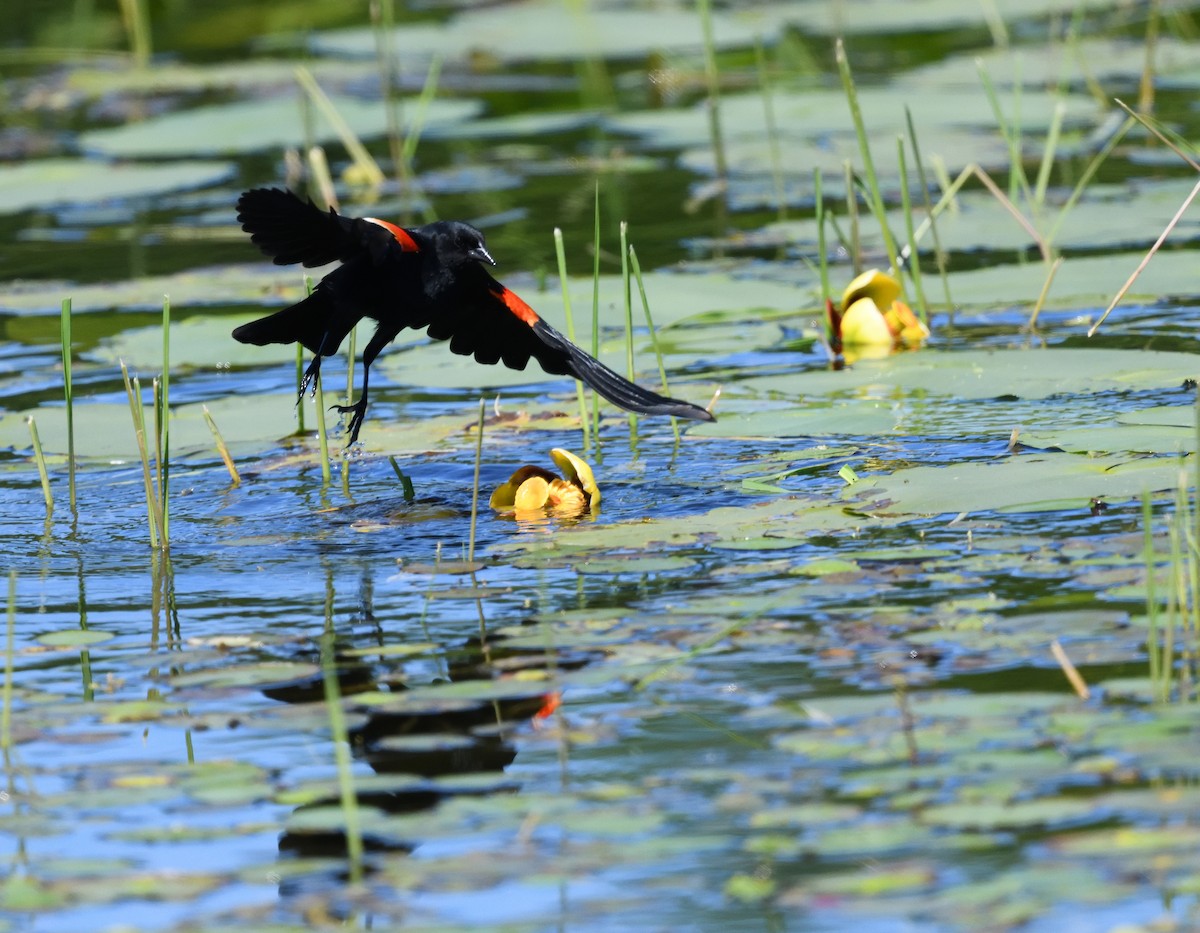 Red-winged Blackbird - ML620453435