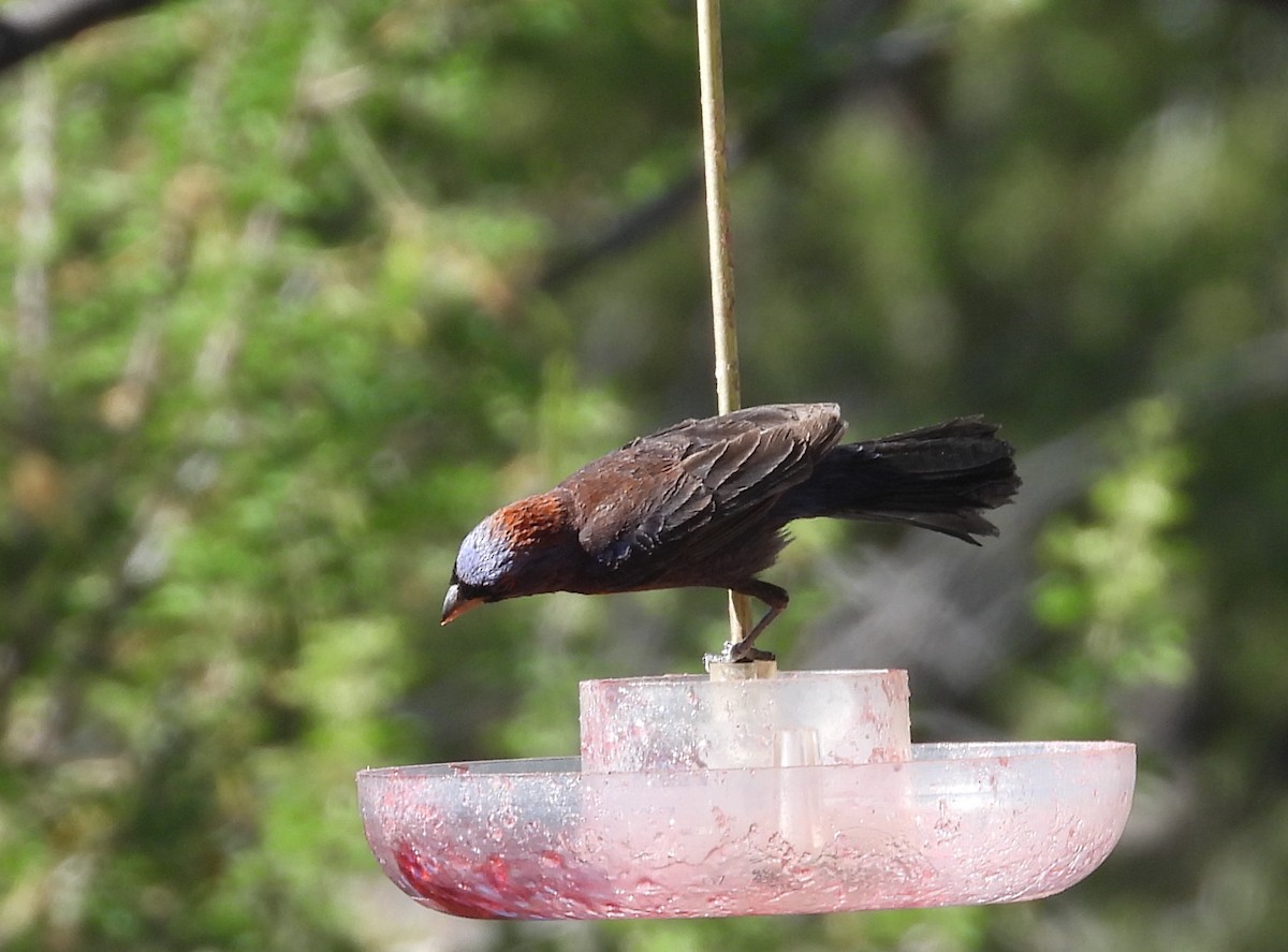 Varied Bunting - ML620453437