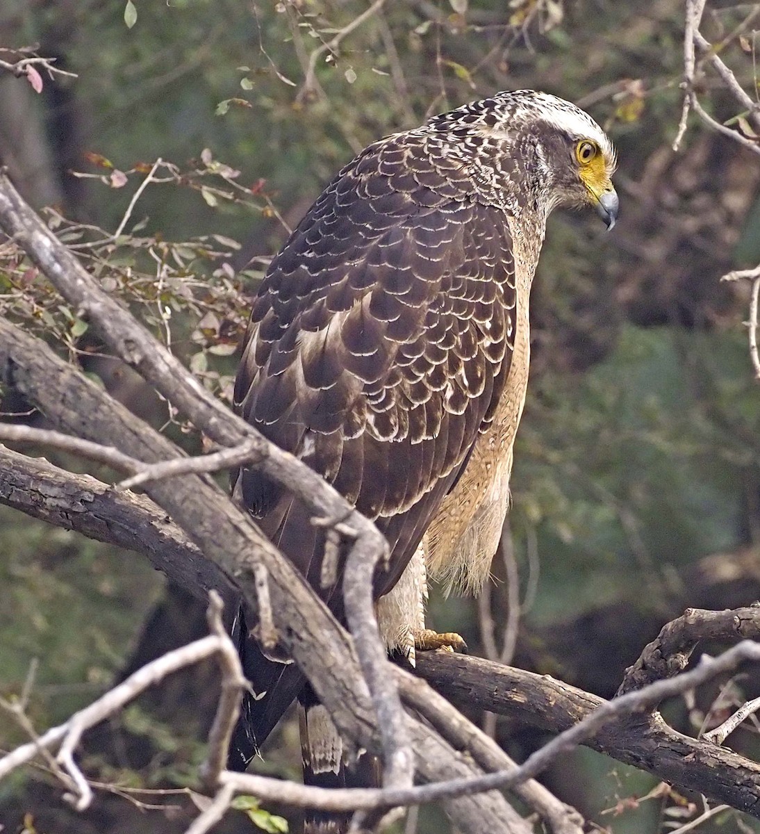 Crested Serpent-Eagle - ML620453438