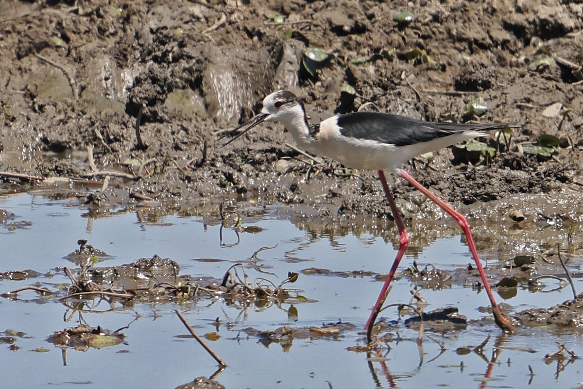 Black-winged Stilt - ML620453448