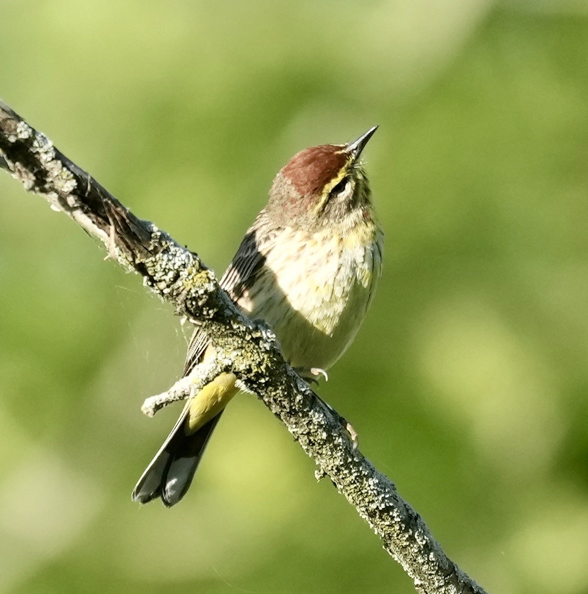 Palm Warbler - ML620453457