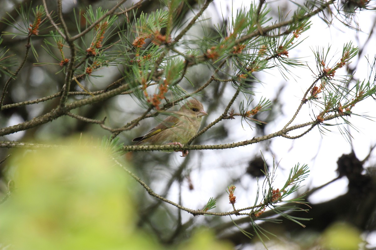 European Greenfinch - ML620453469