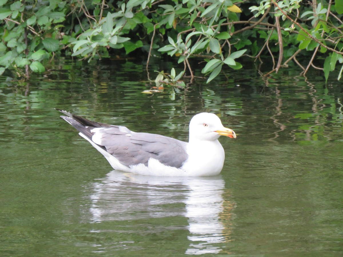 Gaviota Argéntea - ML620453476