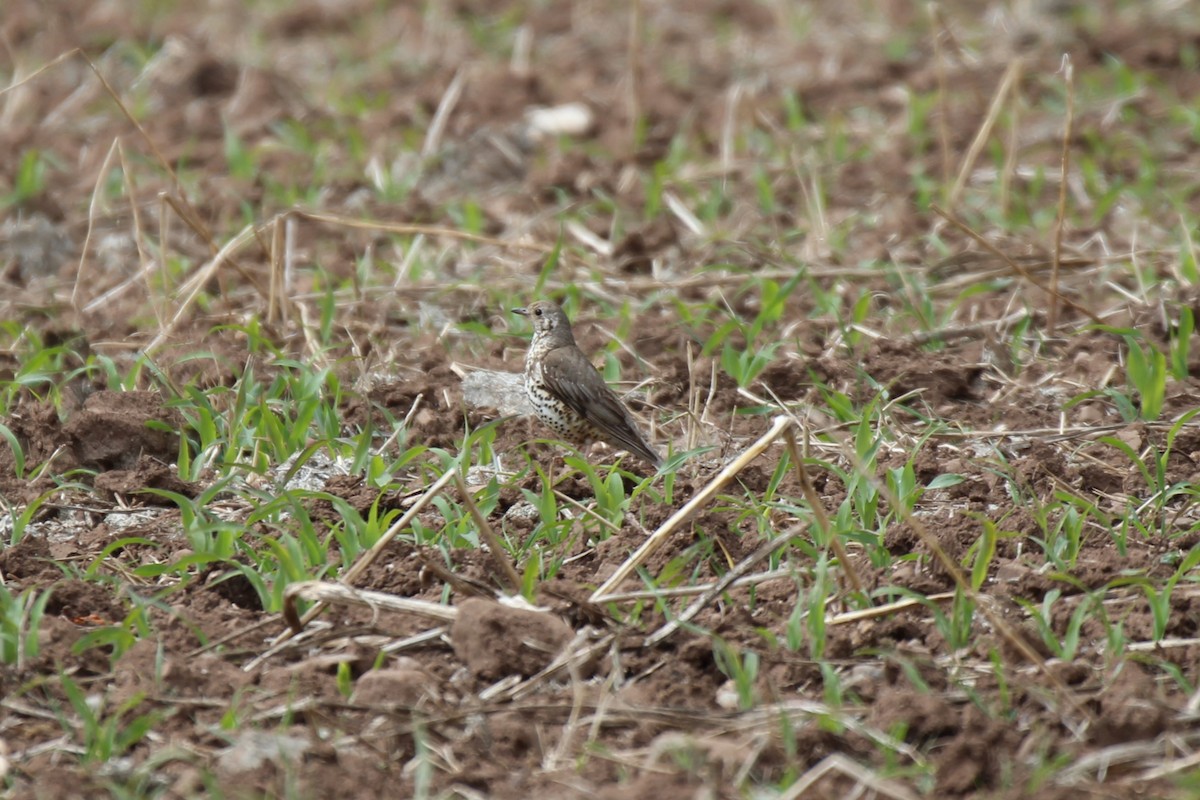 Mistle Thrush - ML620453477