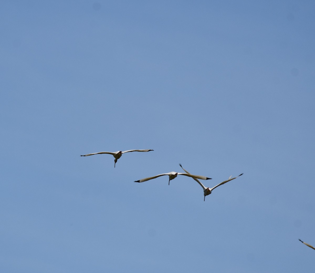 White Ibis - ML620453483