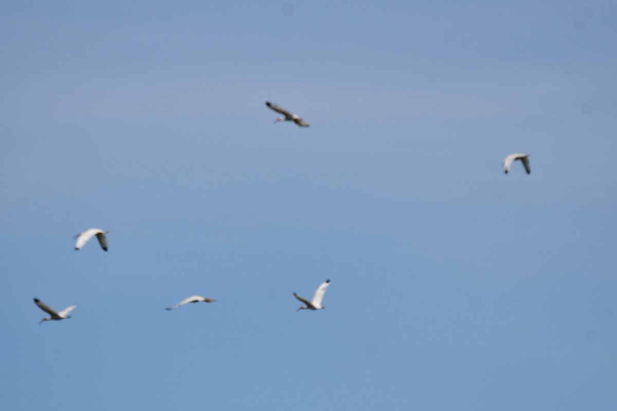 White Ibis - ML620453486