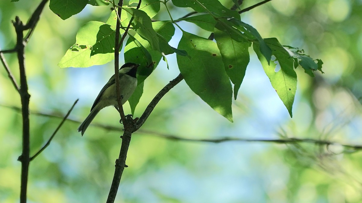 Carolina Chickadee - ML620453493