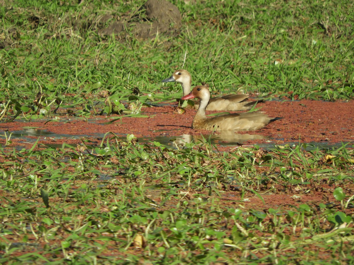 Pato Brasileño - ML620453499