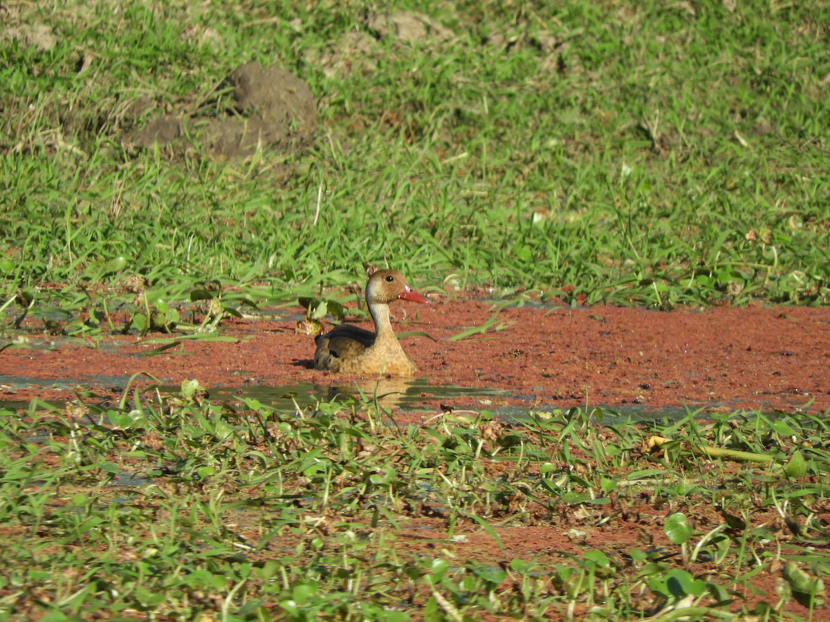 Pato Brasileño - ML620453500