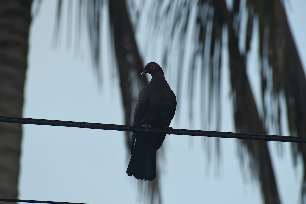 Scaly-naped Pigeon - ML620453503