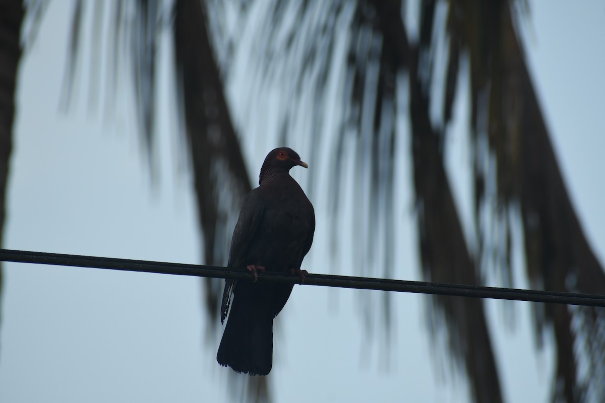 Pigeon à cou rouge - ML620453505